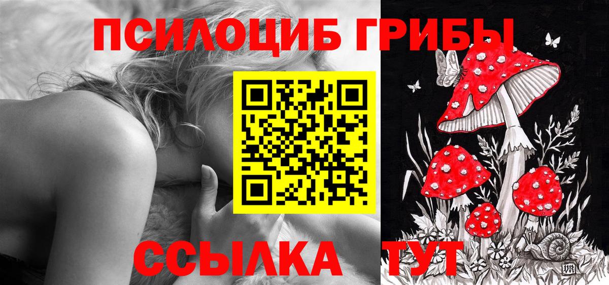 Черняховск  Псилоцибиновые грибы Psilocybe  Вход с VPN 
